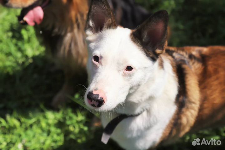 Бывшедомашняя Сьюзи ищет дом