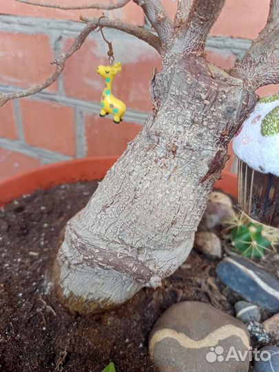 Фикус бансай