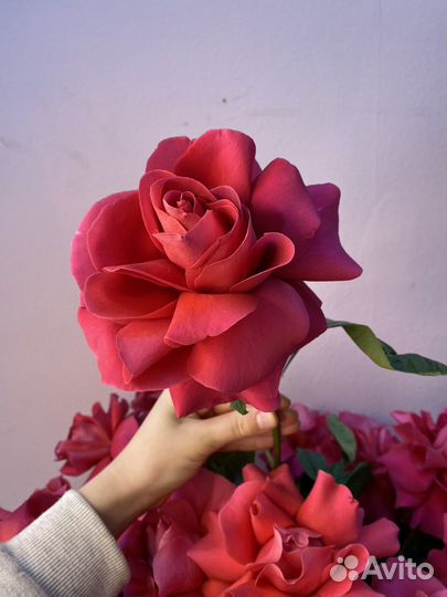 Алые французике розы