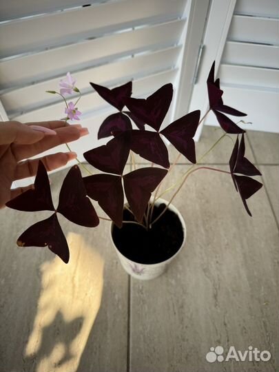 Кислица оксалис