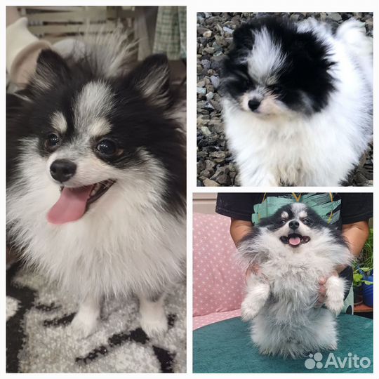 Чудо ребёнок, чудо шпиц