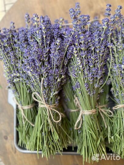 Лаванда сухоцвет