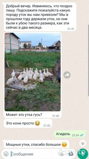 Суточная и подрощенная птица