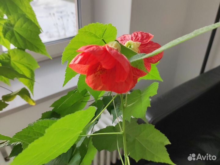 Клен комнатный абутилон