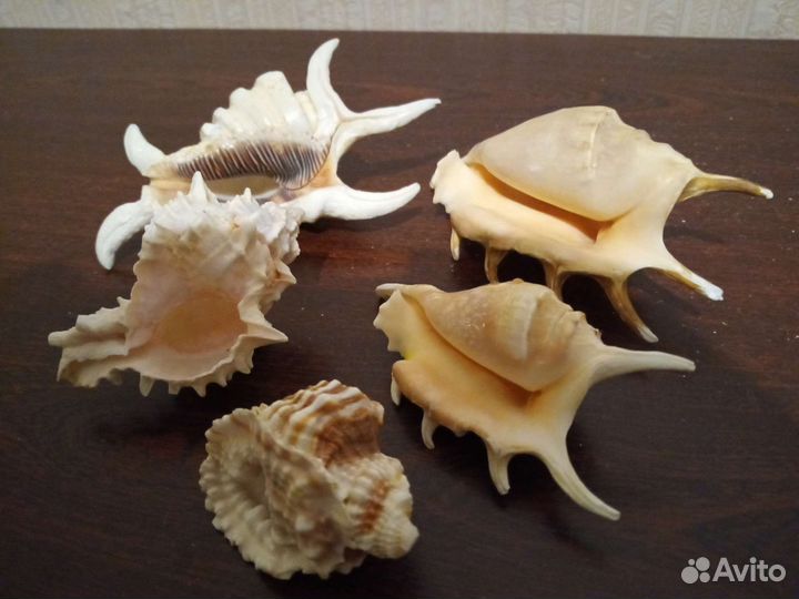 Ракушки и камни