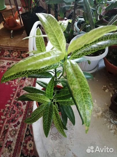 Псевдоэрантемум