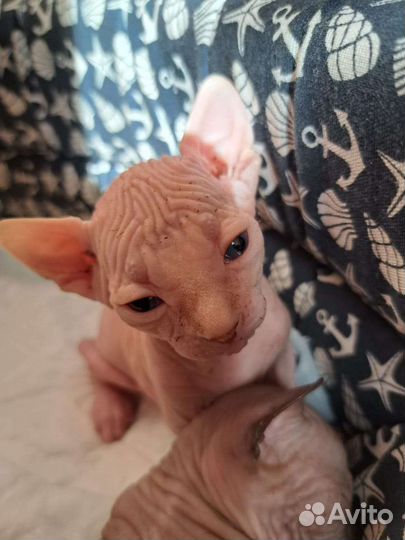 Продам котят, канадский сфинкс