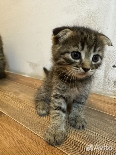 Вислоухие котята