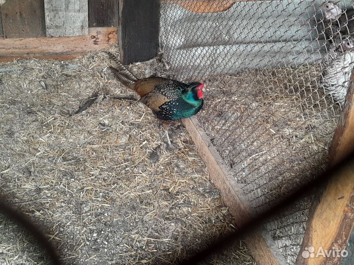 Продам фазанов самцов охотничьих и румынских