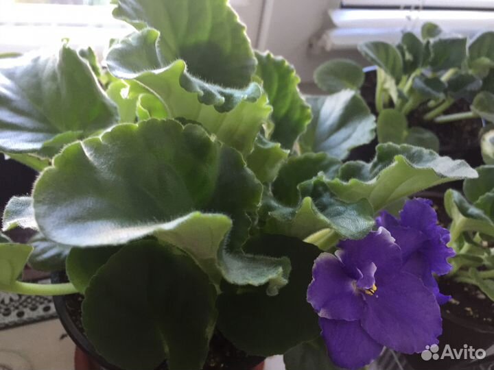 Комнатные растения цветы