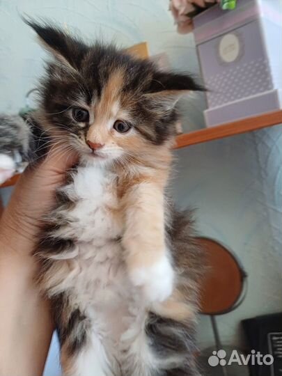 Обалденные котята самой крупной породы мейн-кун де