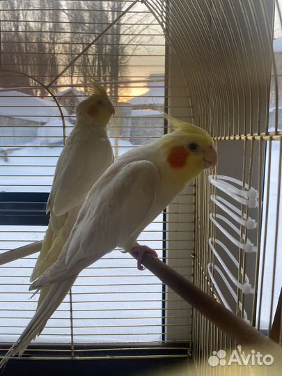 Попугай корелла