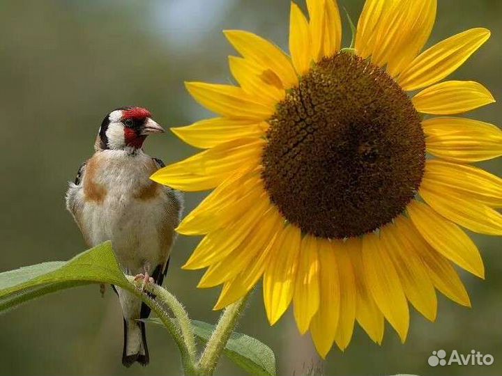 Птица щегол