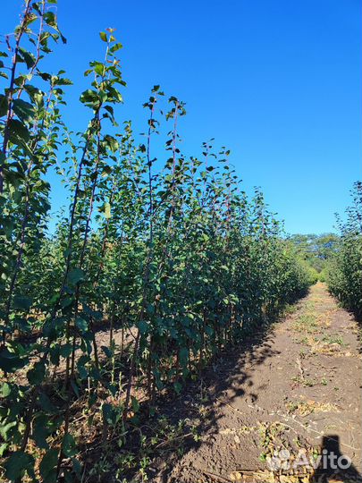 Саженцы оптом питомник