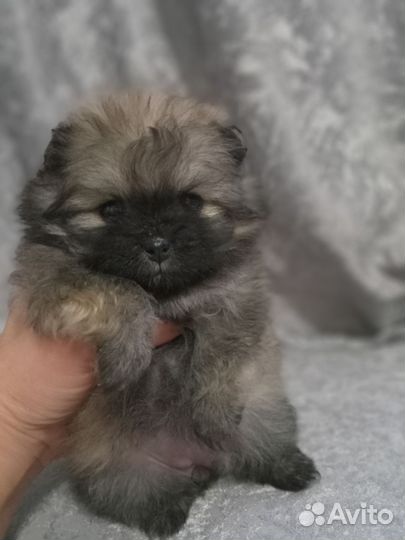 Продаются щенки шпица