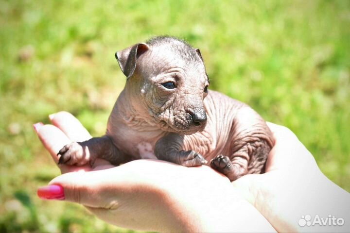 Щенки ксолоицкуинтли мини или мексиканская голая