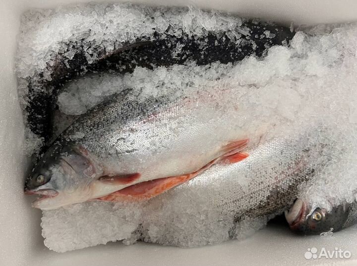 Морская форель с Баренцева моря потрошенная