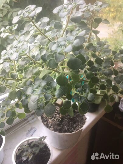 Аихризон и др