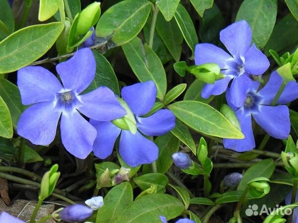 Барвинок малый