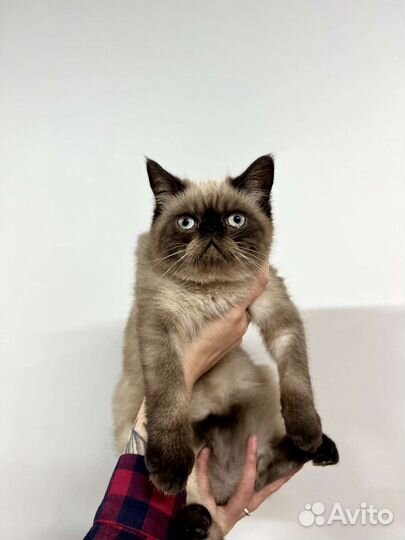 Экзотические котята