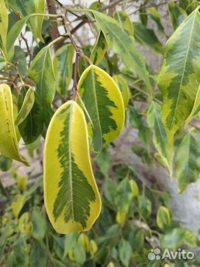 Фикус Бенджамина