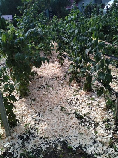 Малина ремонтантная жёлтая