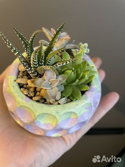 Суккуленты. Листайте фото