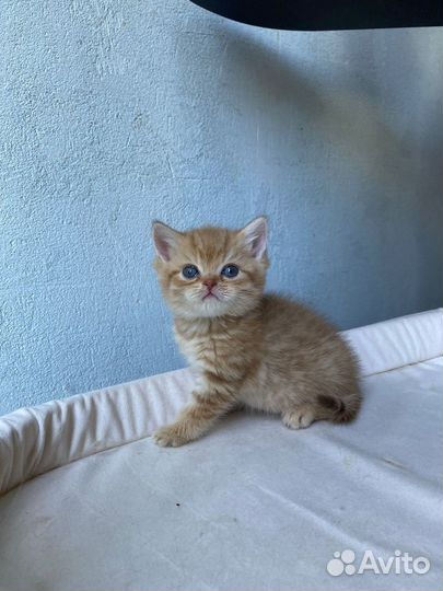 Британский красавец