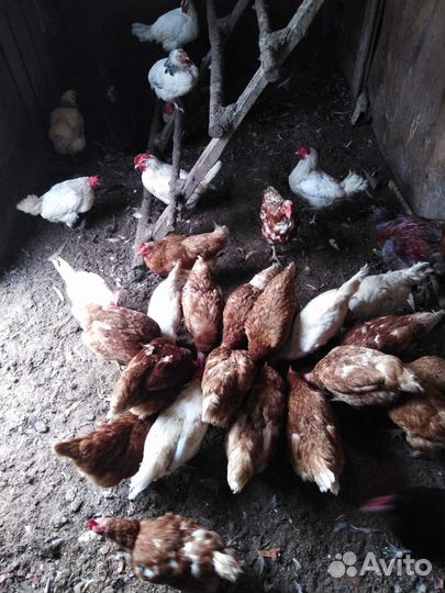 Куры несушки