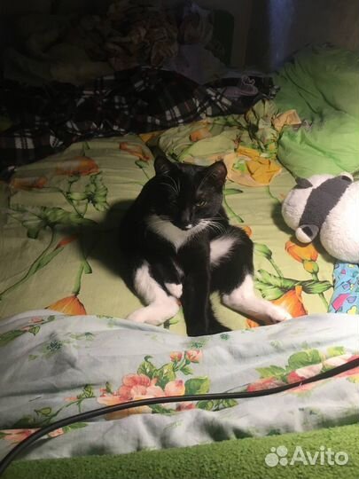 Котик Килька