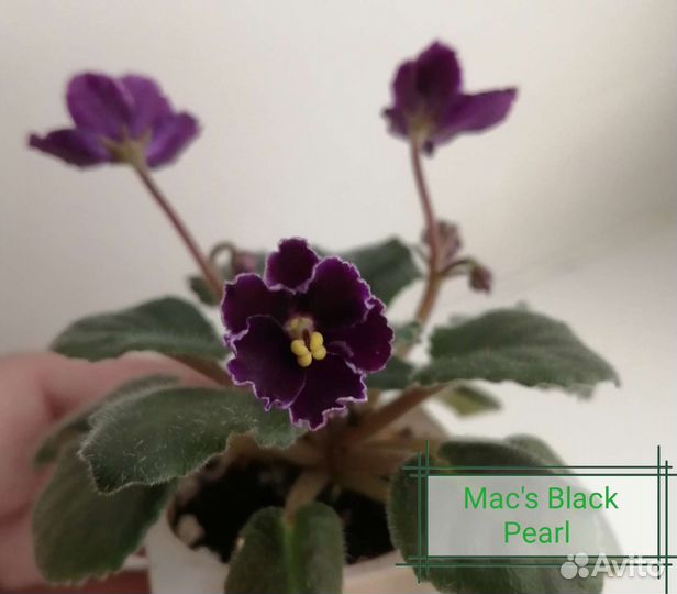 Сортовые фиалки мини