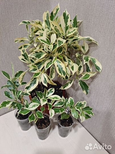 Фикус Гавайка