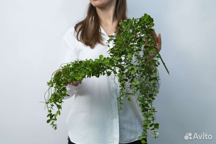 Растения искусственные ампельные свисающие