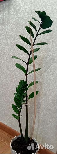 Замиокулькас