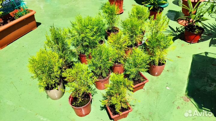 Хвойные растения