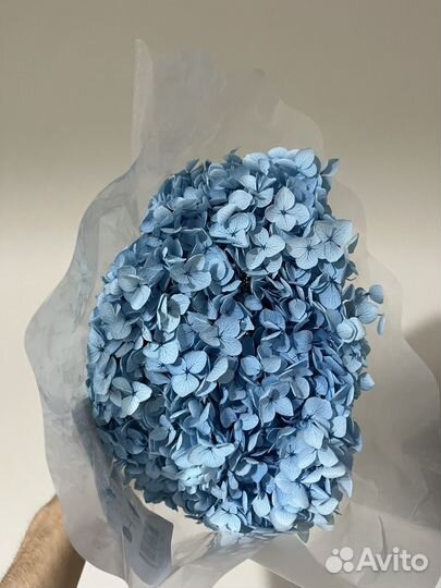 Гортензия стабилизированная. Много расцветок