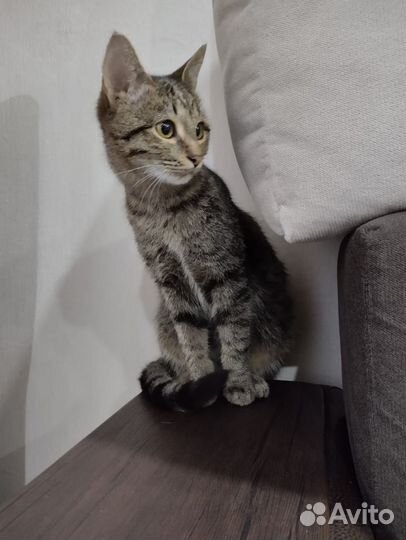 Котик в дар бесплатно