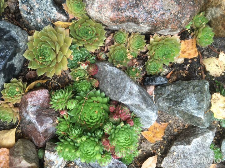 Молодило каменная роза