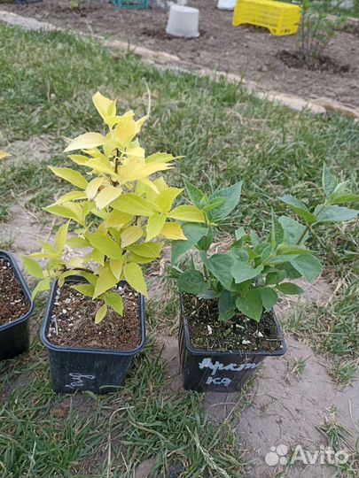 Чубушник сорт Голд