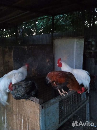 Куры и петухи