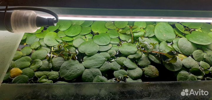 Растения для аквариума