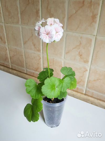 Пеларгония герань