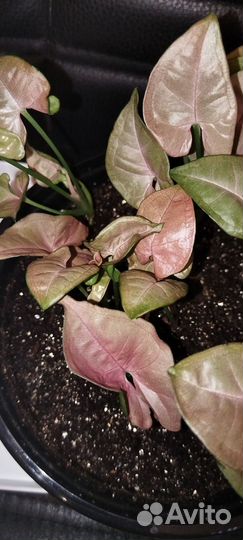 Сингониум neon pink