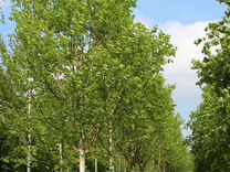 курган. пиломатериалы из березы. пиломатериалы из березы. авито курск дрова. деревня сагутьево трубчевского района брянской области.