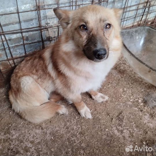 Собака в отлове размером с кошку