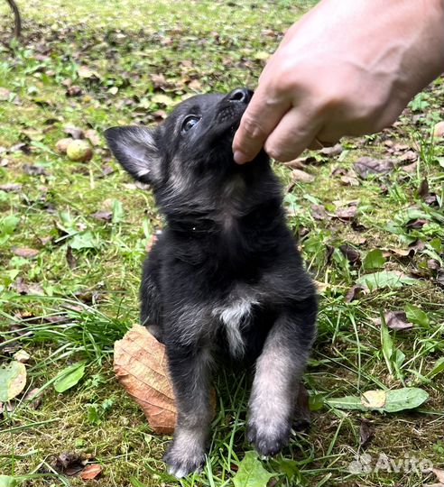 Щенок Трюфель