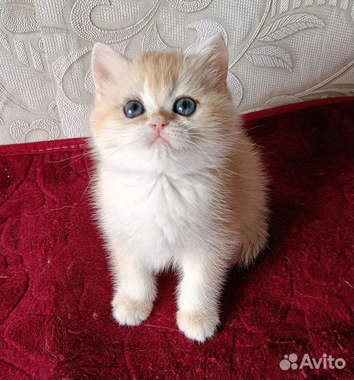 Девочка ny12, золотая шиншилла