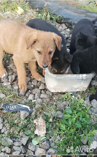 Щенки бесплатно