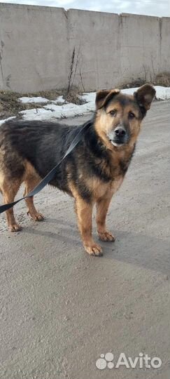 Граф в добрые руки