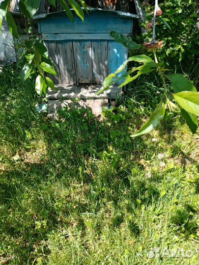 Пчелы с ульями